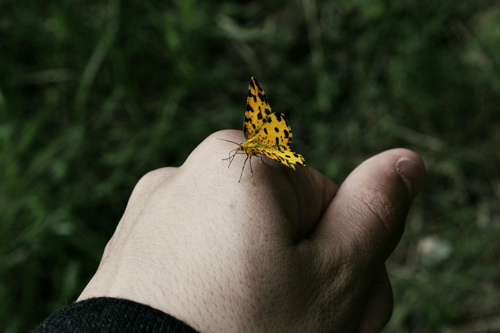 Farfalla in mano