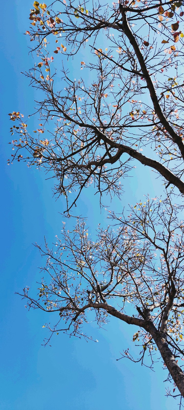 Afternoon Sky