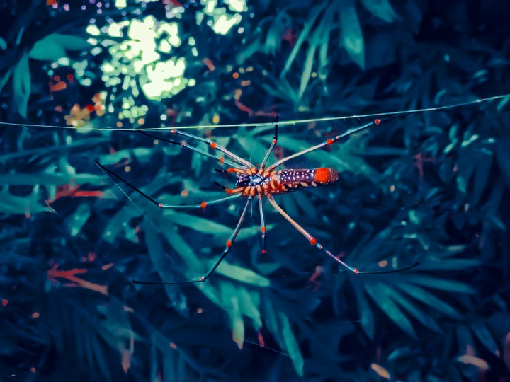 Spider