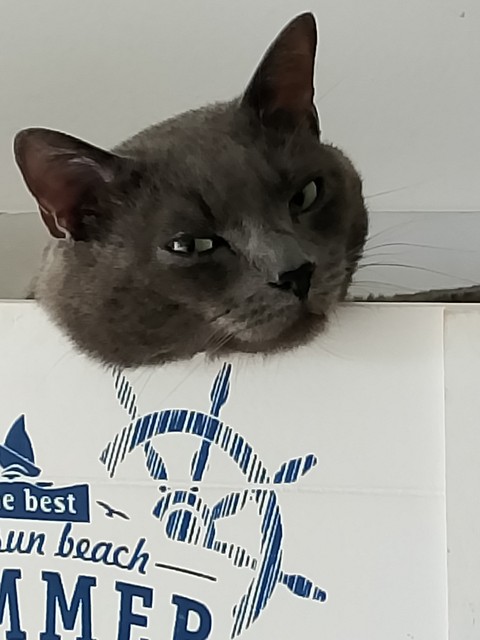 ταπετσαρίες felinae, whiskers