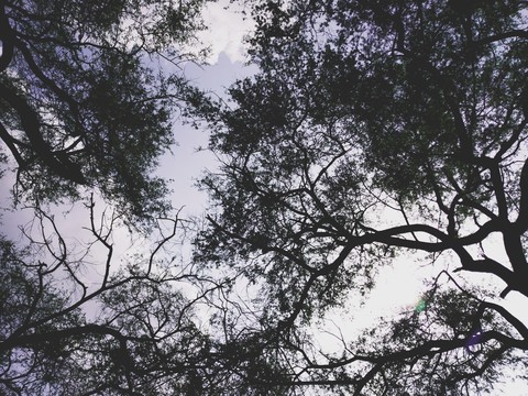 Trees