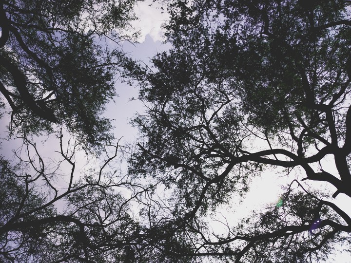 Trees