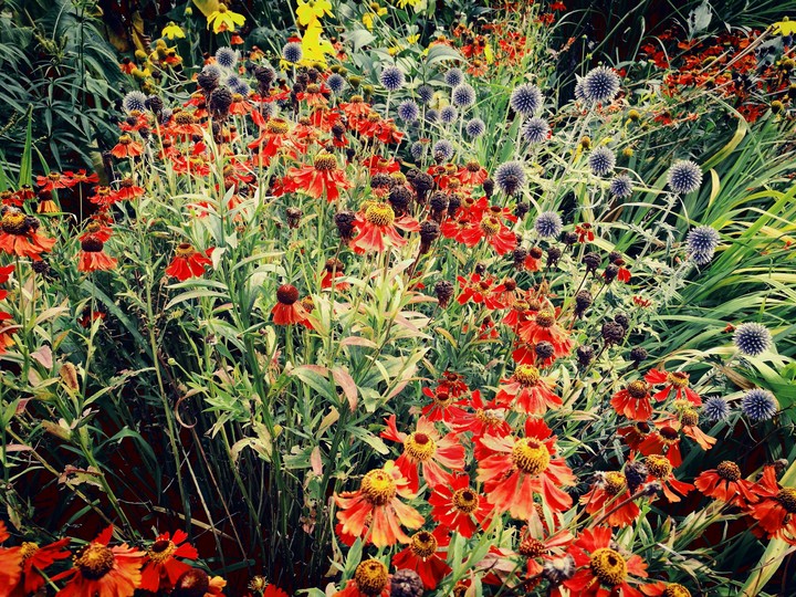 flowers