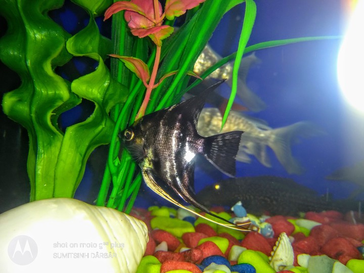 my fish happy in fishtank