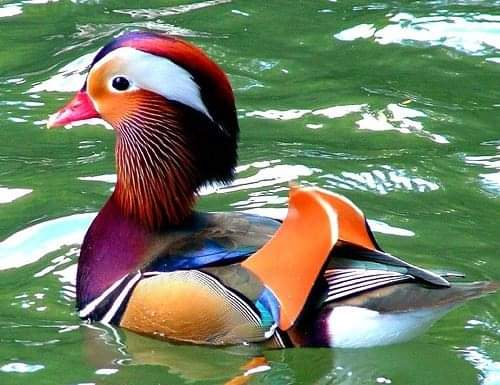 duck