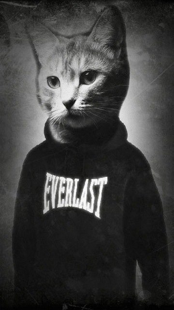 KAT