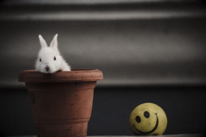 Rabbit