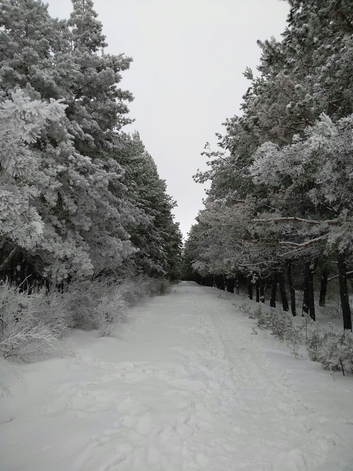 Зимний лес