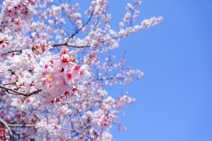 cherry blossom