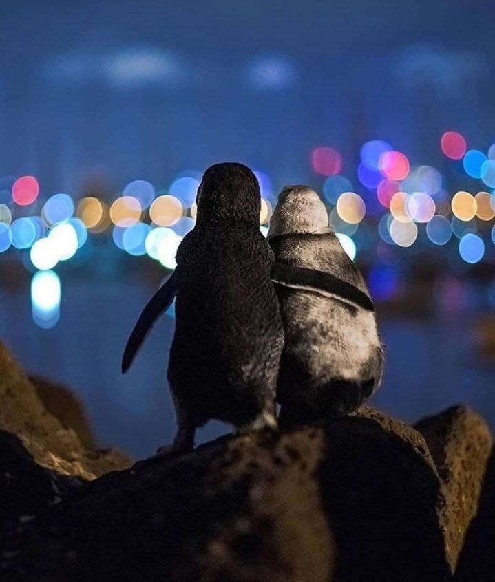 Friends