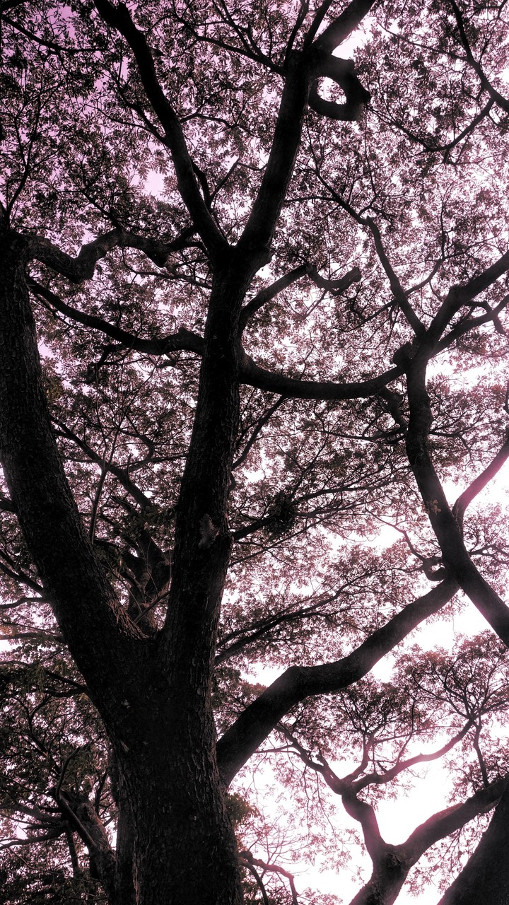 trees at sunset