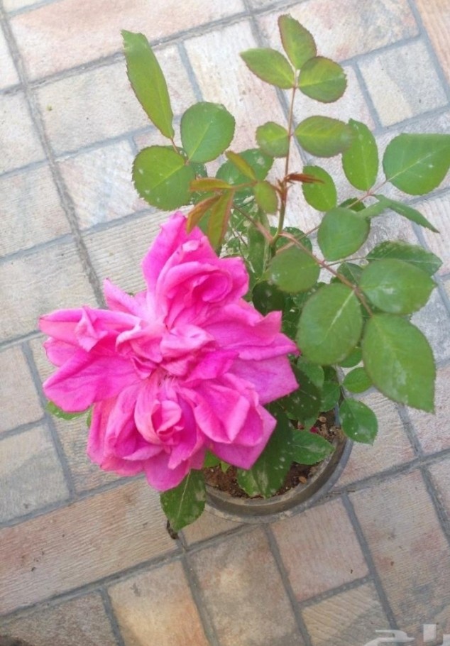 عدستي