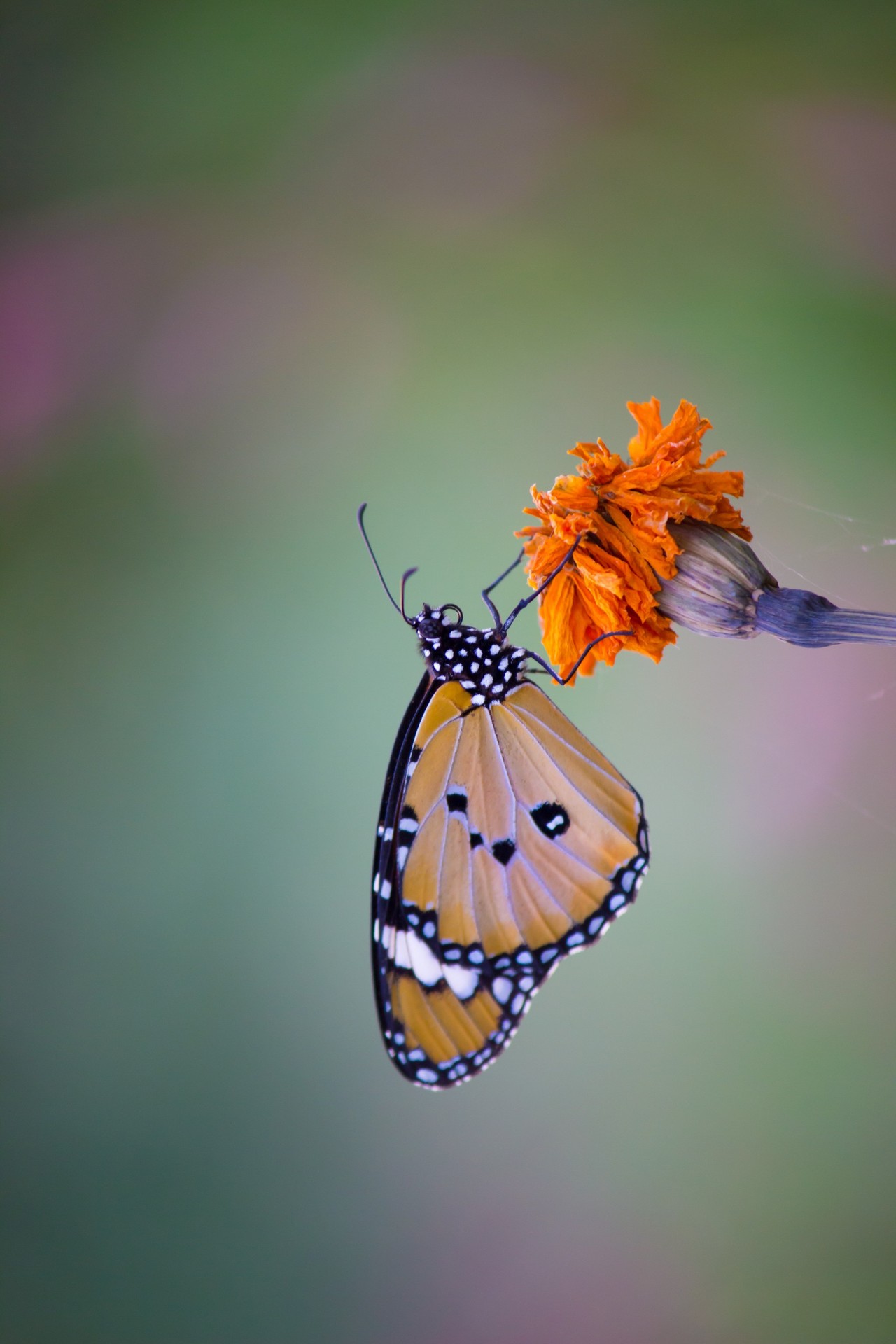 sfondi pollinator, butterfly