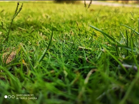 Green Shot??