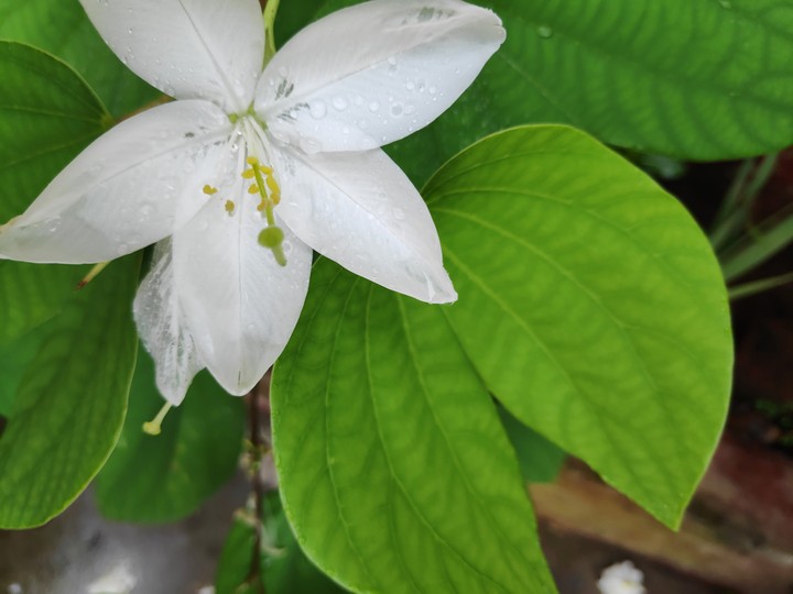 white flower