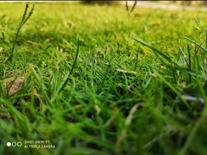 Green Shot??