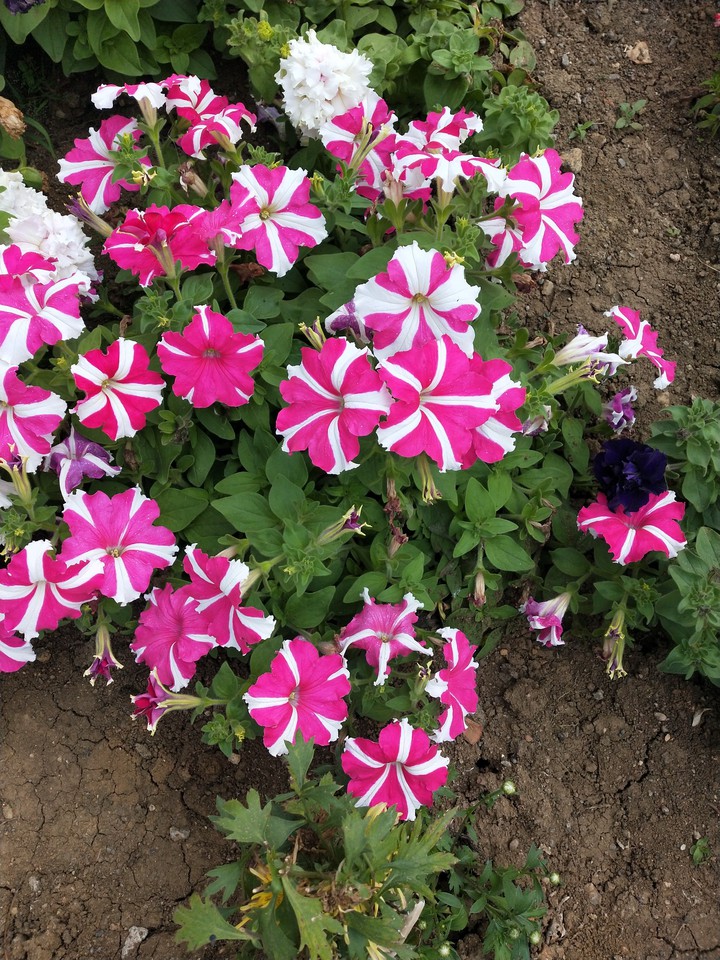 flowers