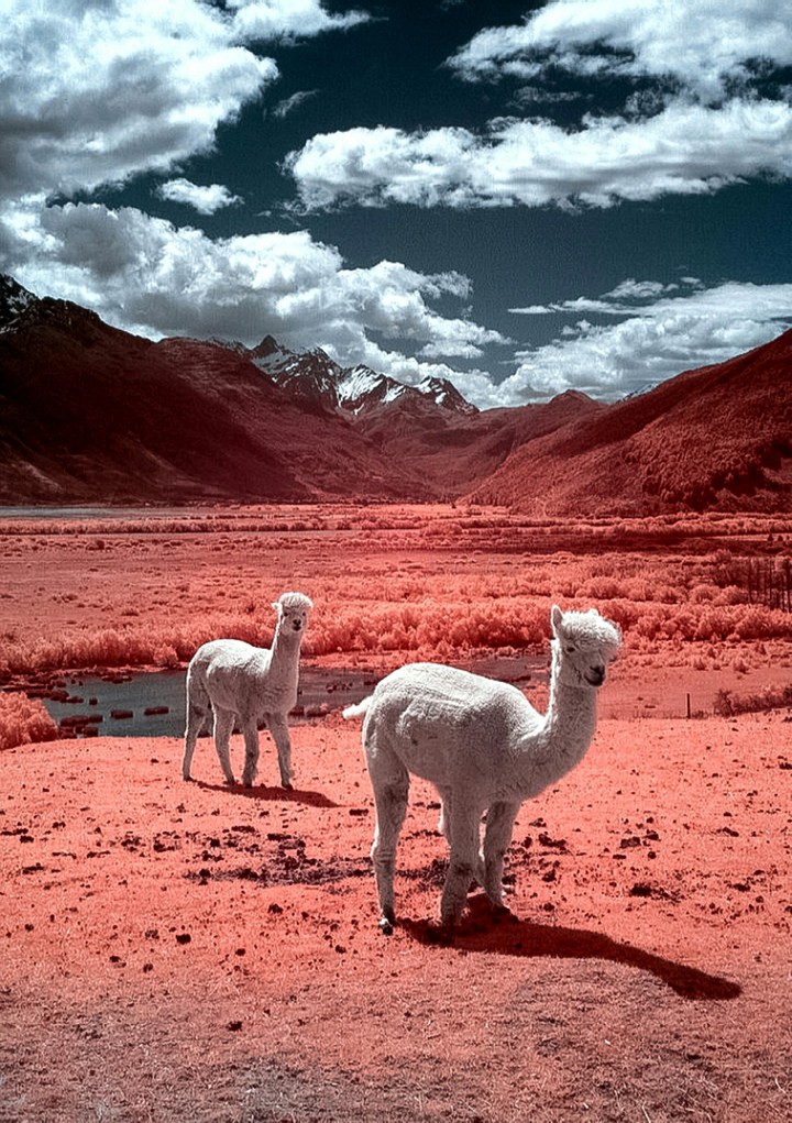 Colorful New Zealand