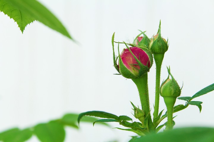 Young rose