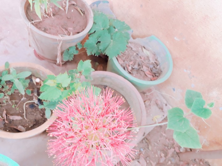 flower