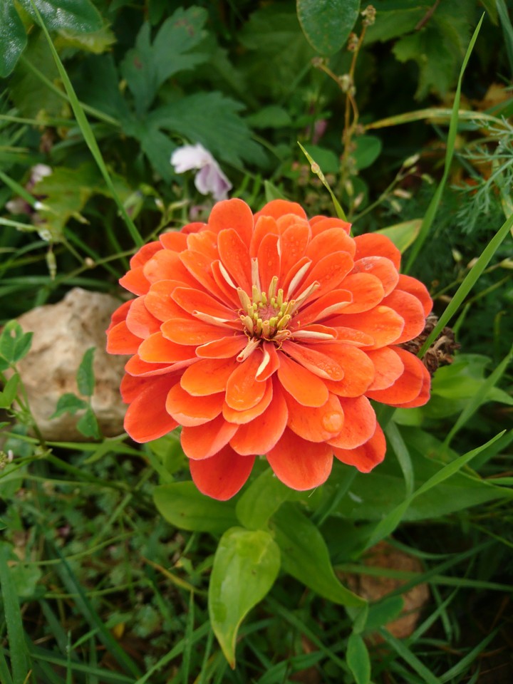 autumn's garden