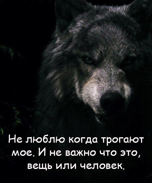 волк