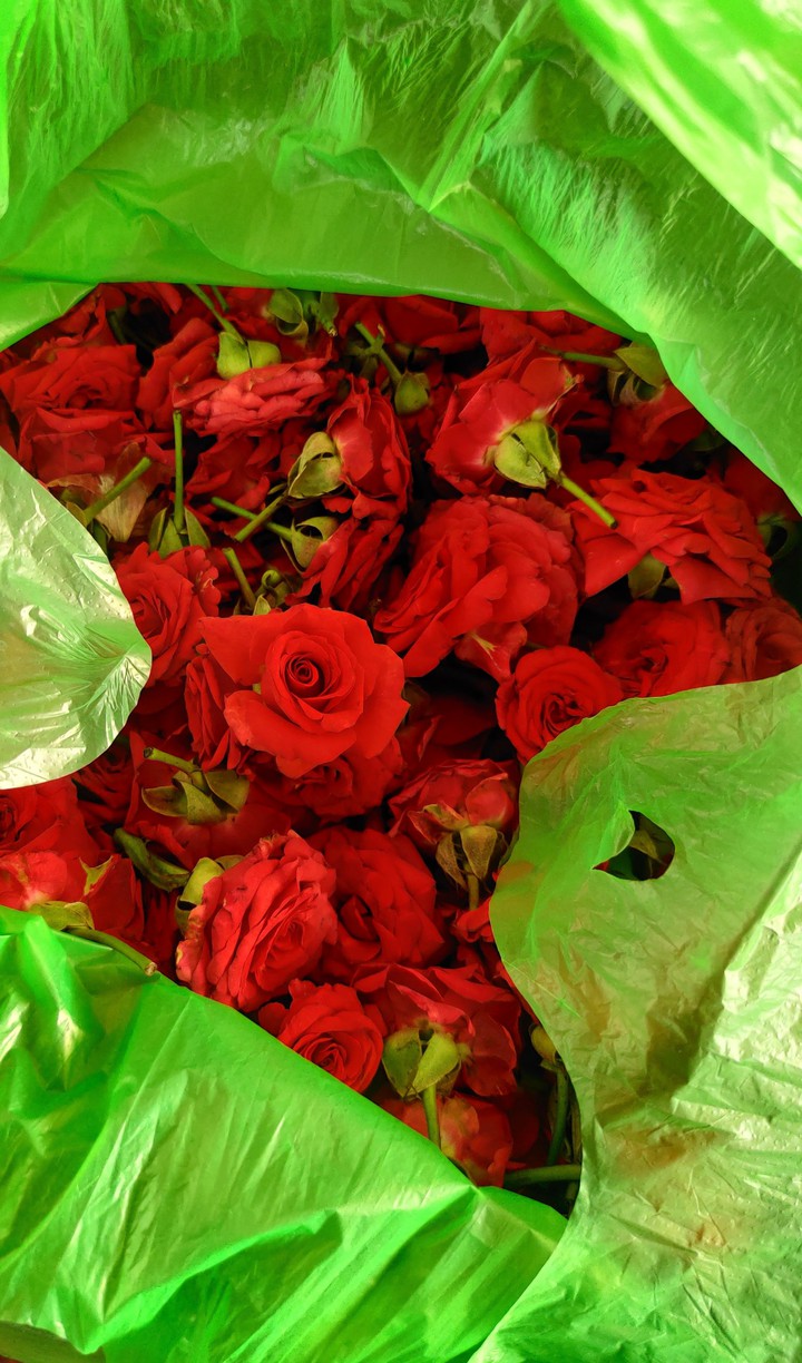 cute Rose