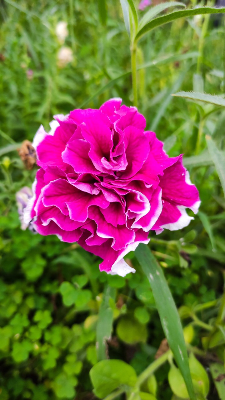flower