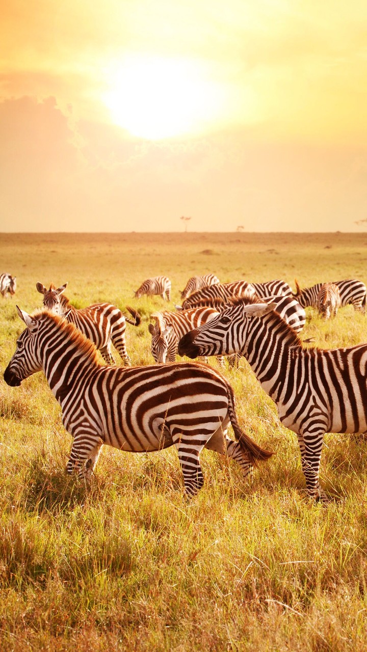 wildlife