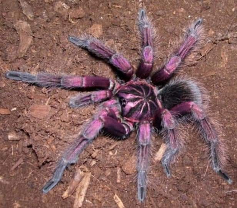 soil, arachnid वॉलपेपर