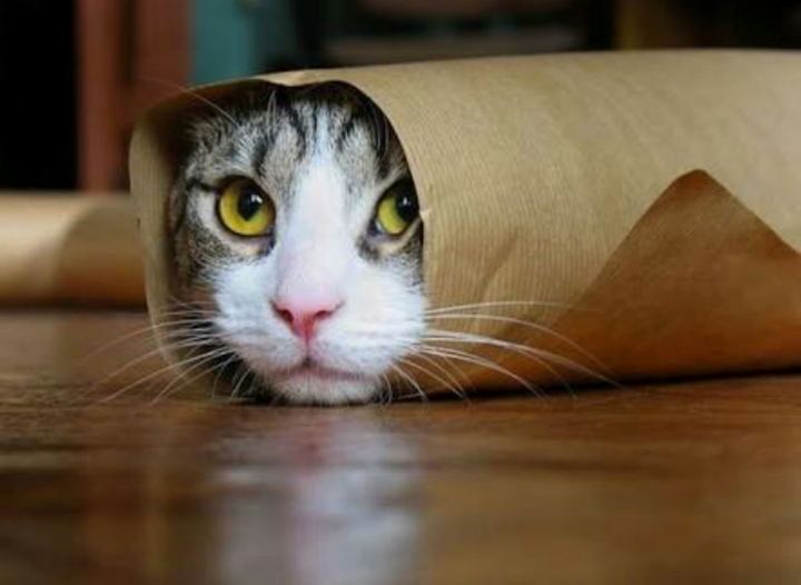 Hiding cat