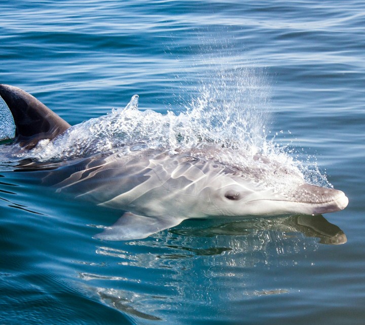 dolphin