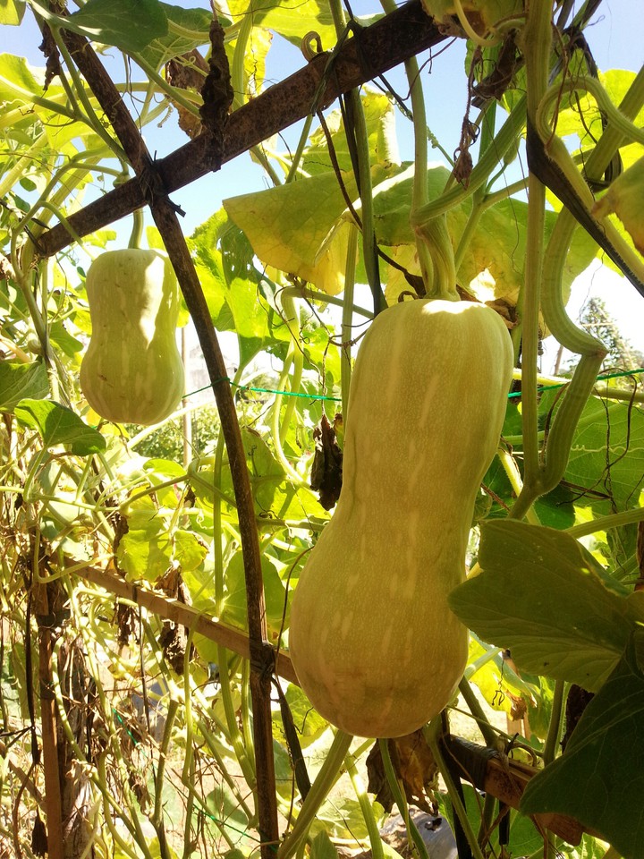 squash