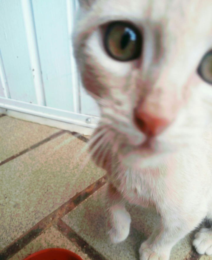 Mi gato