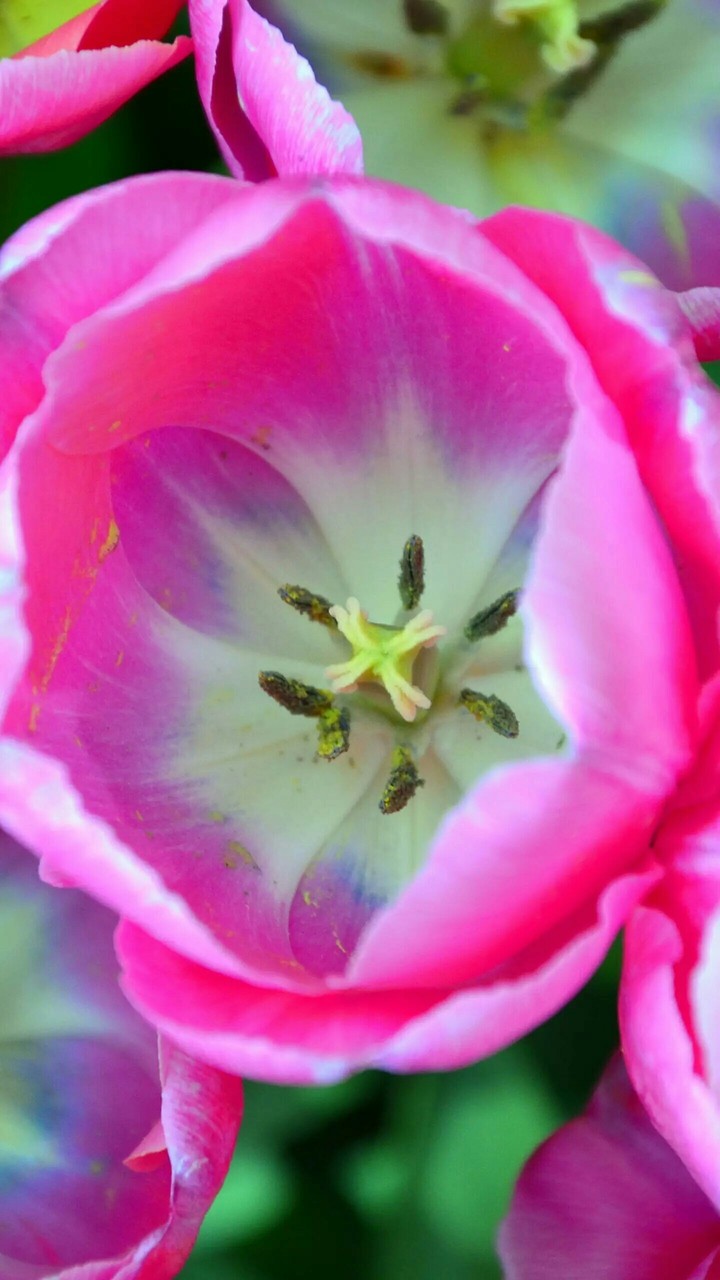 inner part of flower