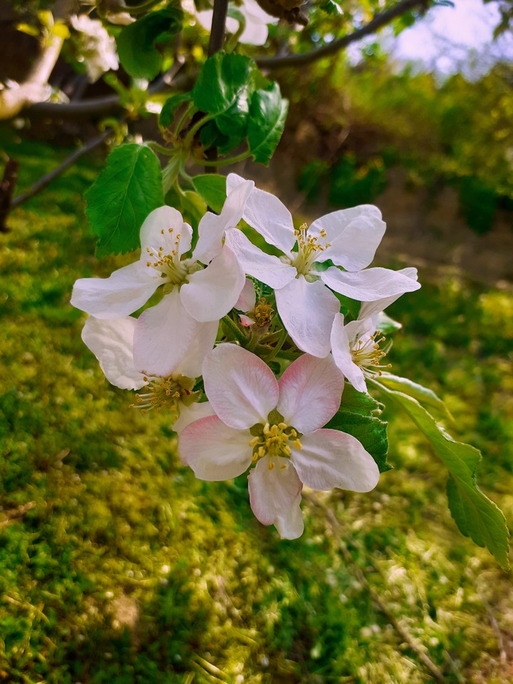 Nature