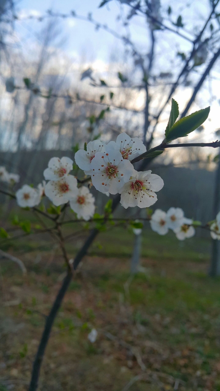 blossom