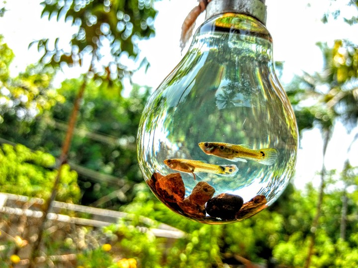 Small Pot