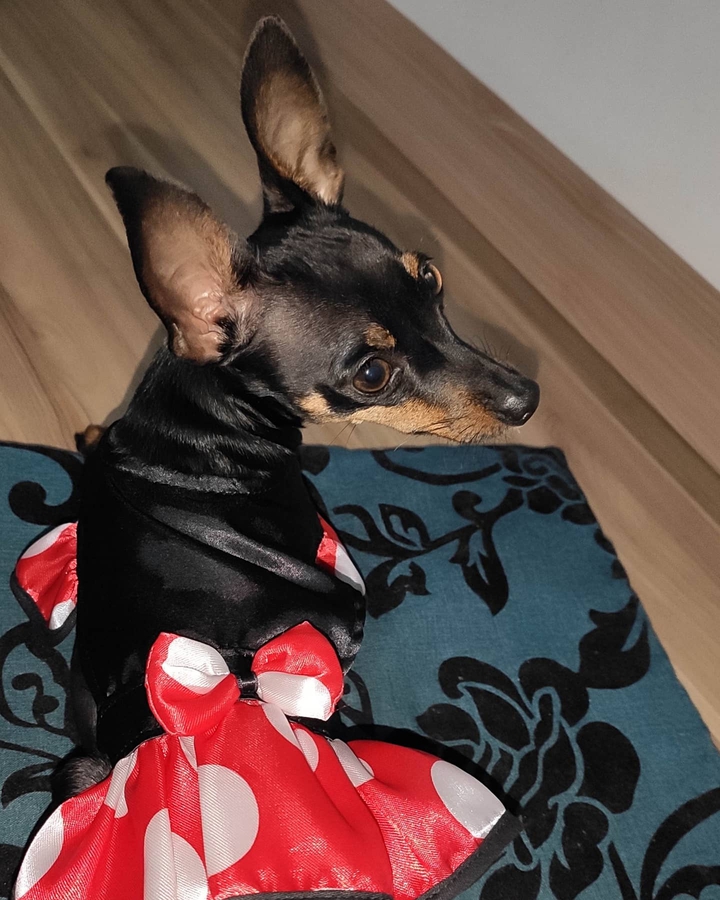 pinscher