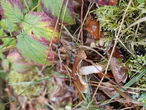 Fungus, Food, Produce