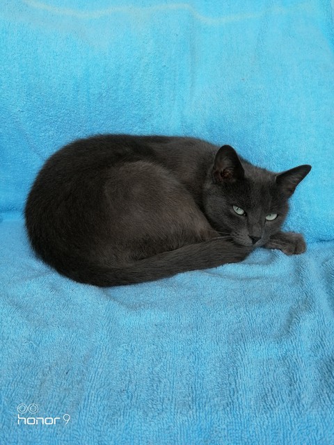 Louis the Cat.
