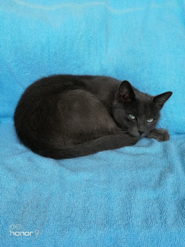 Louis the Cat.