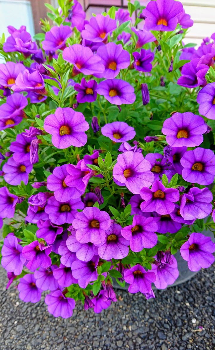 purple flowers