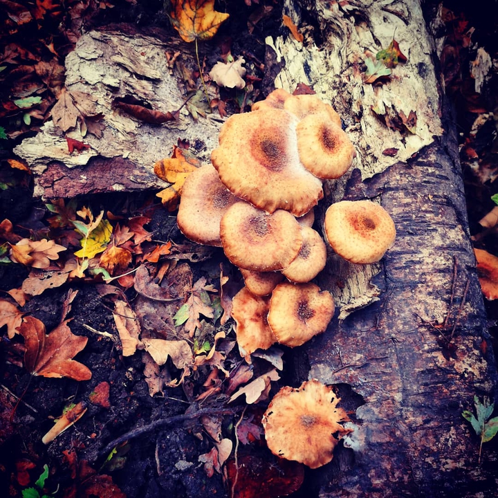 Autumn