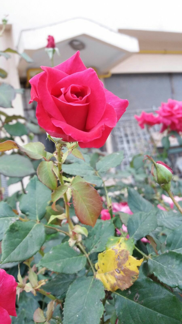 flower