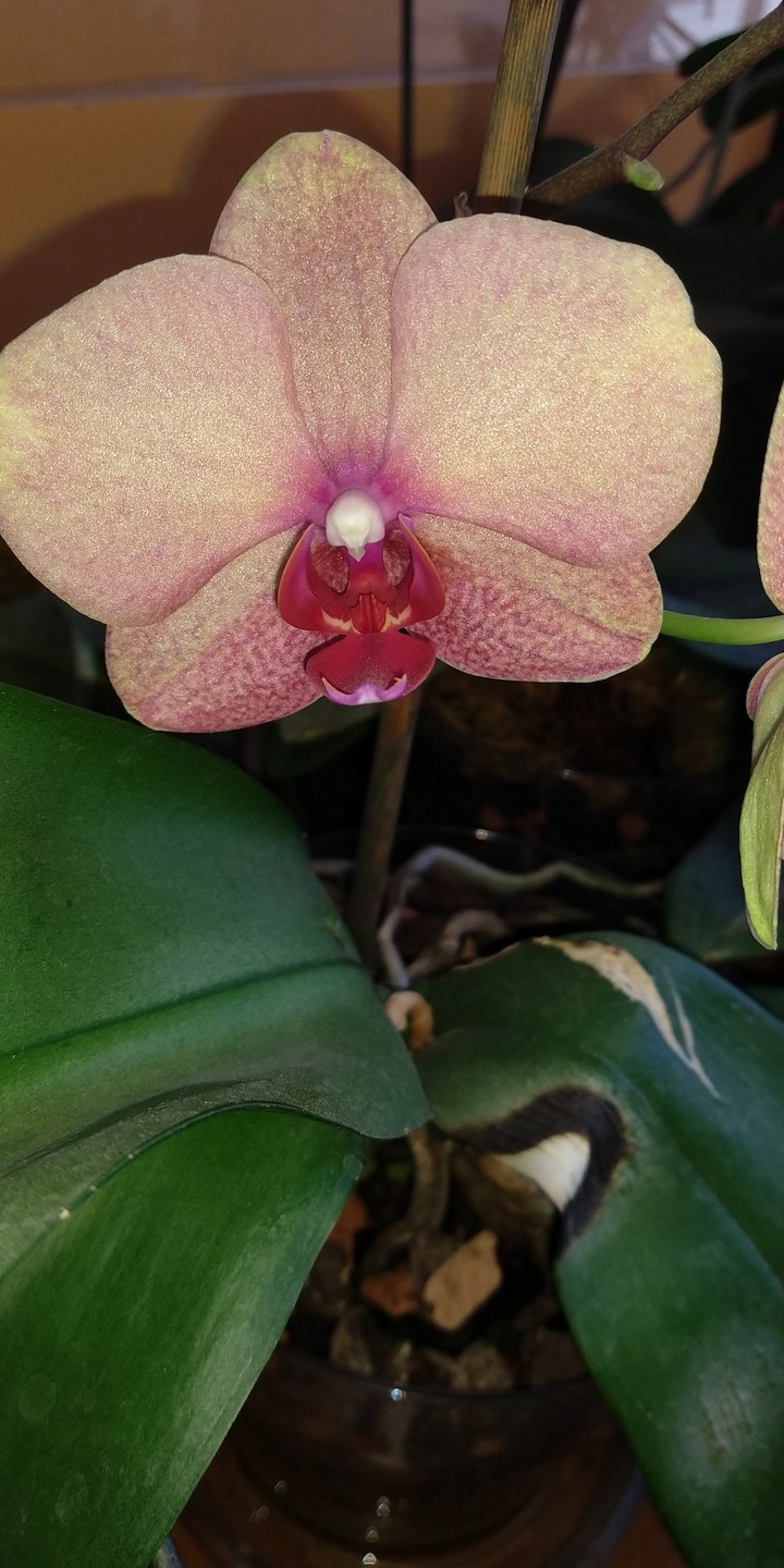 fiori