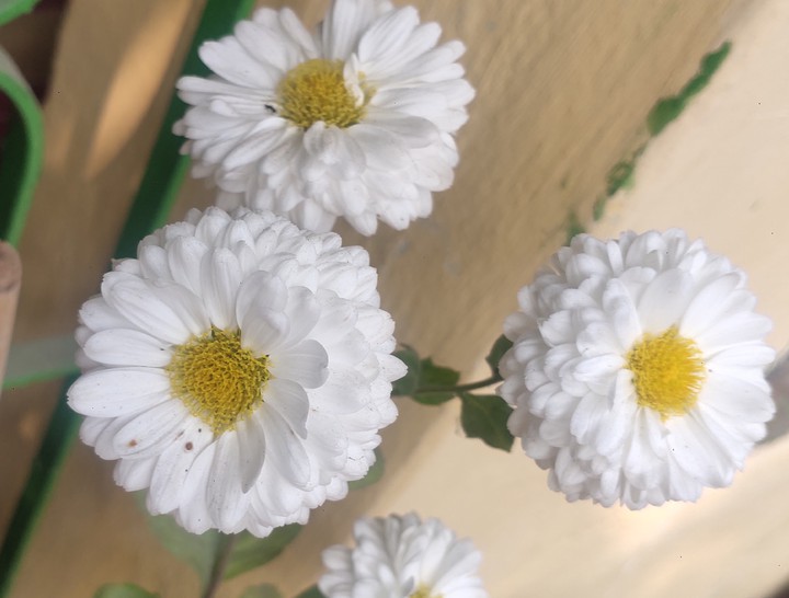 #Flowers