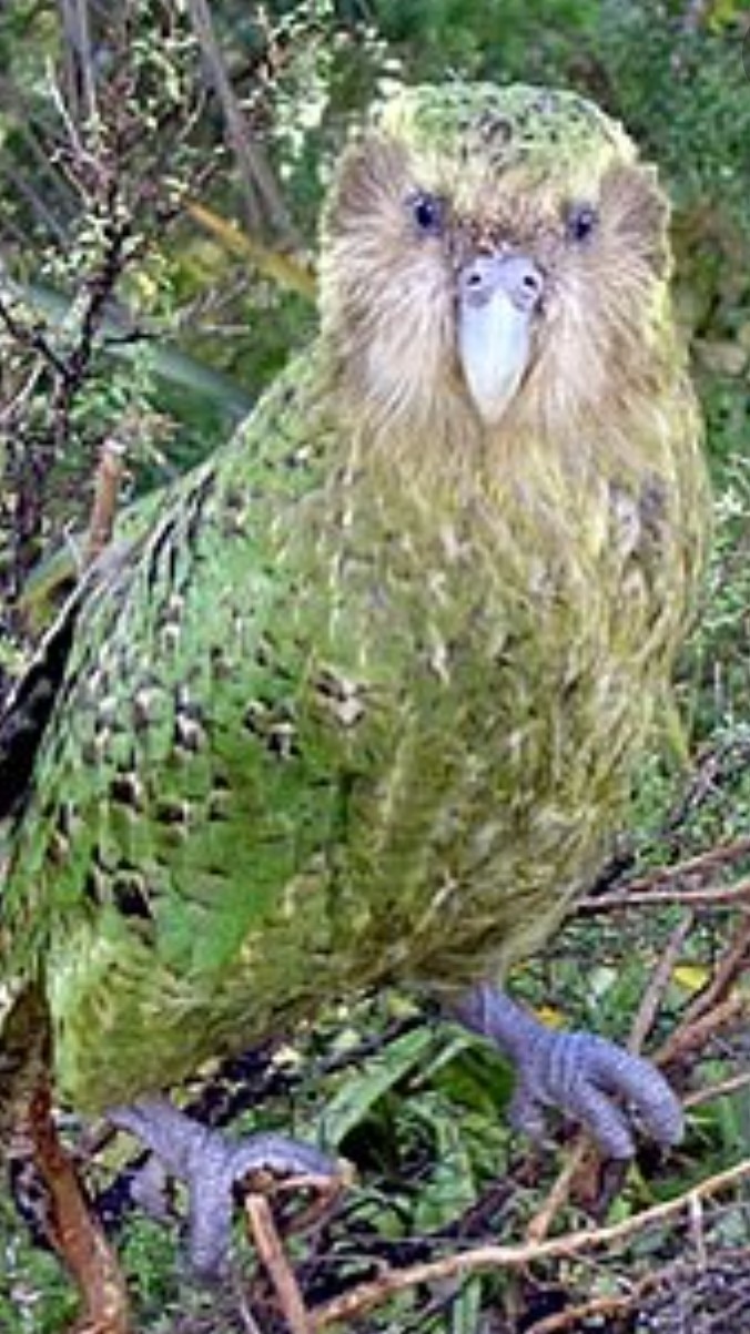 The KAKAPO.... for Sir MIKE.. photo credit IMEG.com.