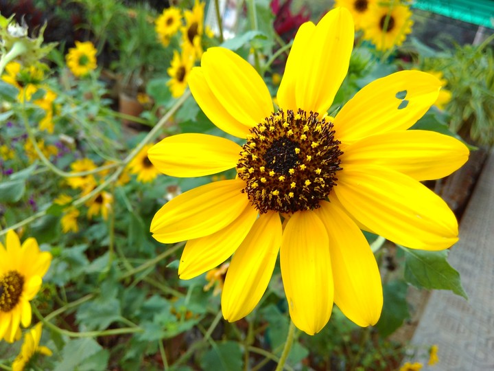 flower