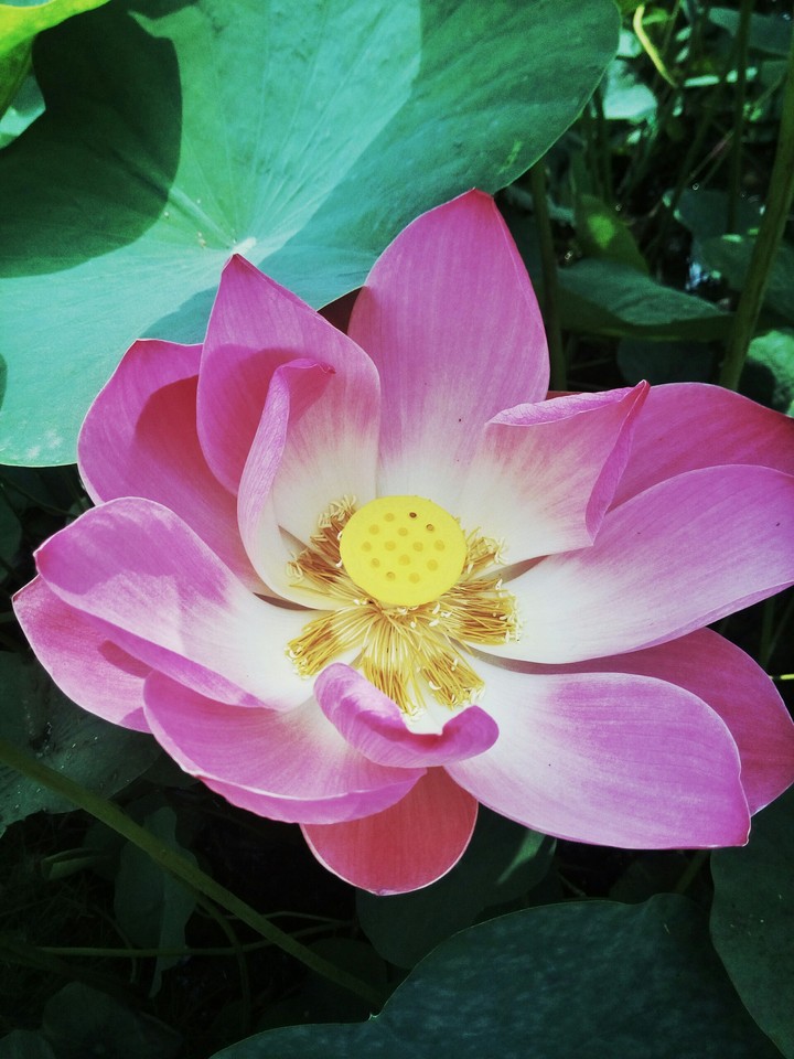 lotus